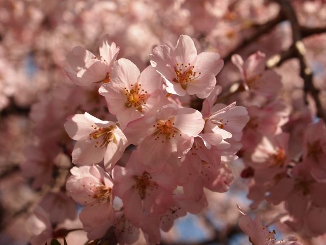しだれ桜