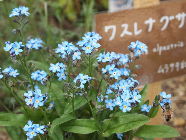 わすれな草