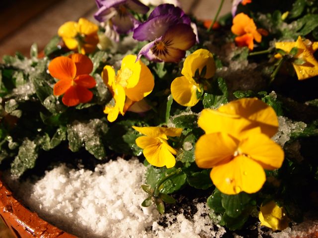 雪のパンジー