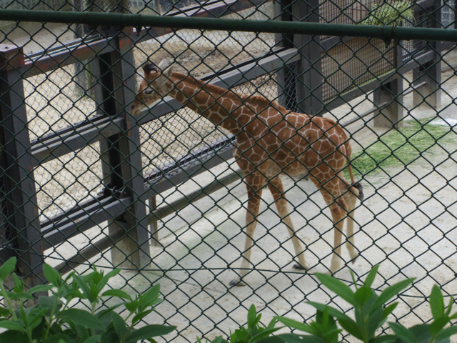 キリンの赤ちゃん