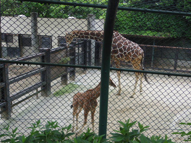 キリンの赤ちゃん