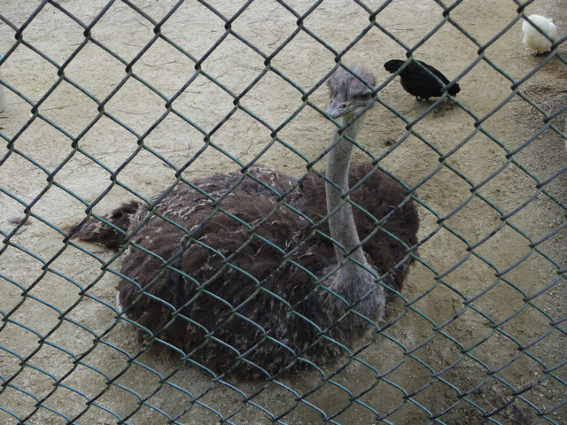 ダチョウ