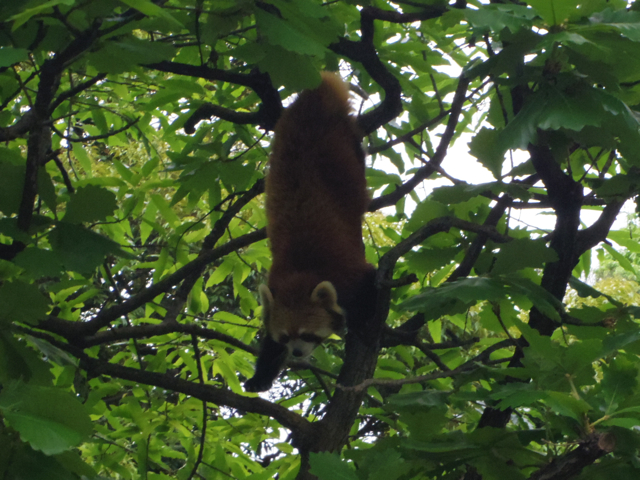 レッサーパンダ