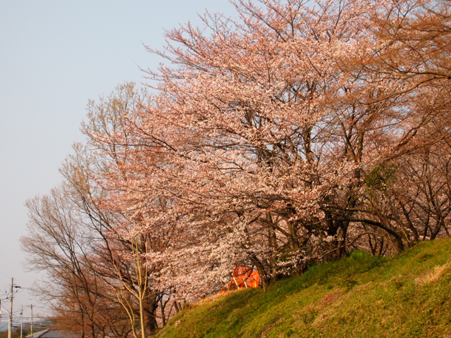 天理の桜