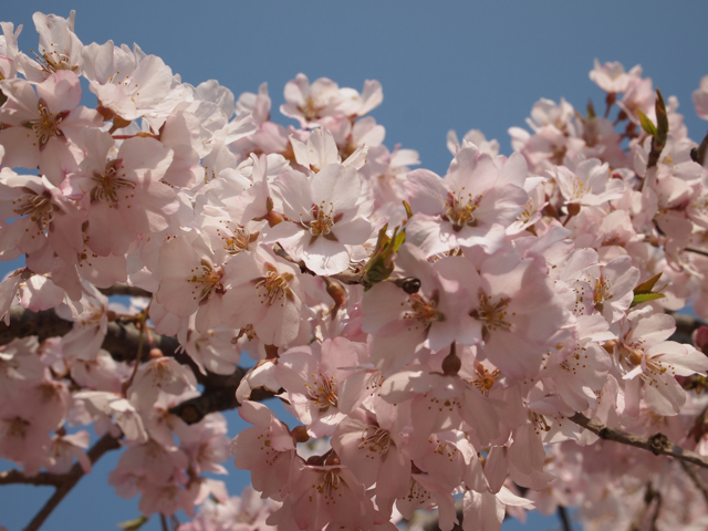 桜
