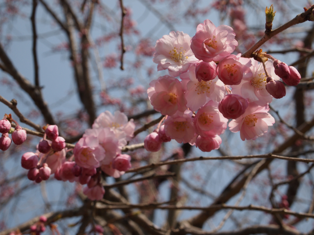 枝垂桜