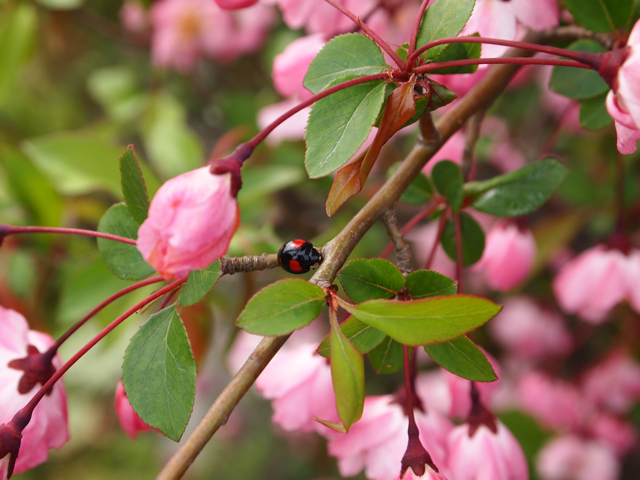 テントコちゃん