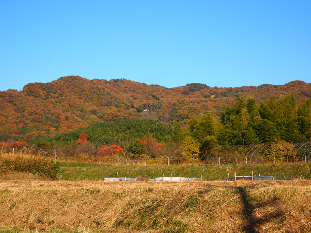 山