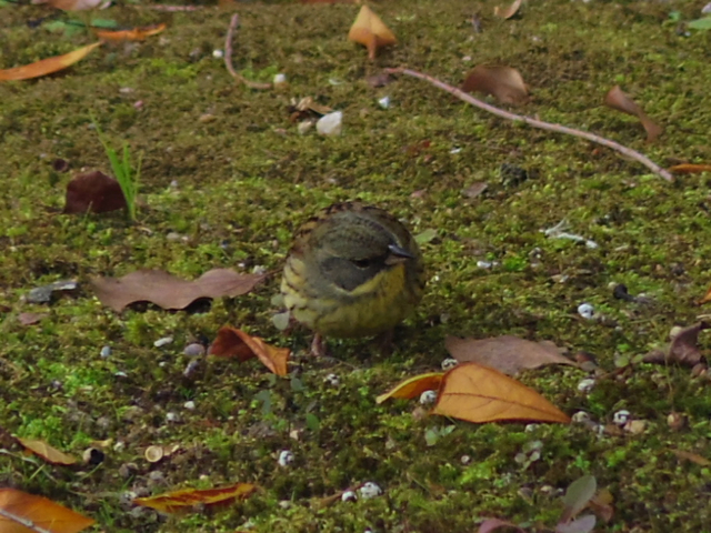 アオジちゃん